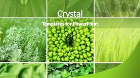  Presentation with green color - Slide deck with green color samples collage background and a tawny brown colored foreground