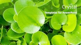  Presentation with green - Slides having green-composition-with-green-leafs background and a shamrock green colored foreground