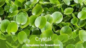  Presentation with green - Beautiful slide deck featuring green-composition-with-green-leafs backdrop and a tawny brown colored foreground