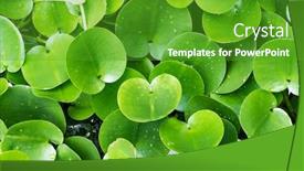  Presentation with green - Beautiful presentation theme featuring green-composition-with-green-leafs backdrop and a shamrock green colored foreground