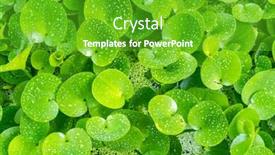  Presentation with green - Amazing presentation having green-composition-with-green-leafs backdrop and a shamrock green colored foreground