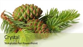  Presentation with fir tree - Beautiful slide set featuring green cones and fir tree backdrop and a yellow colored foreground