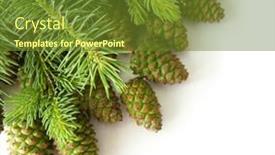  Presentation with fir tree - PPT theme enhanced with green-cones-and-fir-tree background and a tawny brown colored foreground