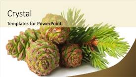  Presentation with fir tree - Audience pleasing slides consisting of green cones and fir tree backdrop and a blonde colored foreground