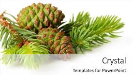  Presentation with pine - Audience pleasing slide deck consisting of green cones and fir tree backdrop and a white colored foreground