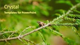  Presentation with abstract green forest - PPT theme consisting of green conifer in the forest background and a tawny brown colored foreground