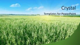  Presentation with oat - Slides enhanced with green corn - oat field on summer day background and a light blue colored foreground