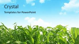  Presentation with corn field - Cool new theme with green corn field over blue backdrop and a arctic colored foreground