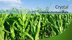  Presentation with colorful green corn field - Presentation theme enhanced with green corn field background and a light blue colored foreground