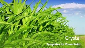  Presentation with corn field - Amazing presentation having green corn field backdrop and a  colored foreground