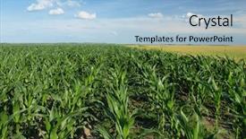  Presentation with corn field - Colorful presentation theme enhanced with green corn field backdrop and a light blue colored foreground