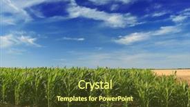  Presentation with corn field - Amazing slide deck having green corn field backdrop and a tawny brown colored foreground