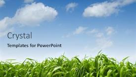  Presentation with summer time - Audience pleasing presentation theme consisting of green corn in summer time backdrop and a light blue colored foreground