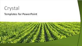  Presentation with corn fields - Slide set having green-corn-rows-and-waves background and a white colored foreground