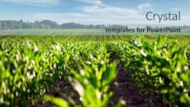  Presentation with corn fields - Presentation design enhanced with green-corn-rows background and a light blue colored foreground