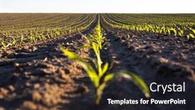  Presentation with corn fields - Presentation design having green-corn-rows background and a wine colored foreground
