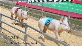  Presentation with pigs - Presentation design enhanced with green-cove-springs-florida-april background and a coral colored foreground