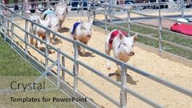  Presentation with pigs - Amazing presentation theme having green-cove-springs-florida-april backdrop and a mint green colored foreground