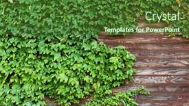  Presentation with green - Beautiful PPT layouts featuring green-creeper-over-the-wooden backdrop and a forest green colored foreground