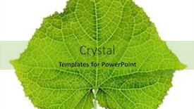  Presentation with green leaf - Colorful slide set enhanced with green-cucumber-leaf-back-light backdrop and a shamrock green colored foreground