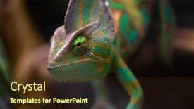  Presentation with green - Presentation theme consisting of green-cute-chameleon background and a wine colored foreground