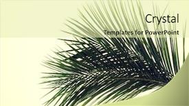  Presentation with palm tree - Slide set featuring green delicate leaf of palm tree background and a soft green colored foreground