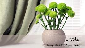 Presentation with chrysanthemum - Slide deck enhanced with beautiful chrysanthemum in pot on windowsill background and a soft green colored foreground