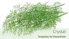  Presentation with green leaves - Slide deck with green-dill-leaves-isolated background and a mint green colored foreground
