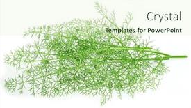  Presentation with green leaves - PPT layouts having green-dill-leaves-isolated background and a soft green colored foreground