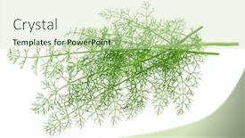  Presentation with green leaves - Presentation enhanced with green-dill-leaves-isolated background and a  colored foreground