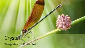  Presentation with dragonfly - Presentation design with green dragonfly in the flower background and a yellow colored foreground