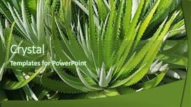  Presentation with sun growing - Cool new presentation with green dyckia encholirioides plant backdrop and a tawny brown colored foreground
