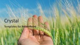  Presentation with ear - Presentation theme with green ear of wheat background and a mint green colored foreground
