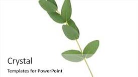  Presentation with eucalyptus - Audience pleasing slide deck consisting of green eucalyptus branch on white backdrop and a white colored foreground