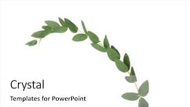  Presentation with white green - Cool new PPT layouts with green eucalyptus branch on white backdrop and a white colored foreground