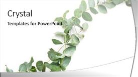  Presentation with white green - PPT theme having green eucalyptus branches on white background and a white colored foreground