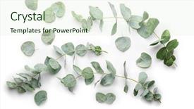  Presentation with eucalyptus - Colorful theme enhanced with green eucalyptus branches on white backdrop and a sky blue colored foreground