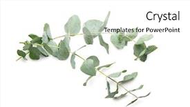  Presentation with eucalyptus - Beautiful PPT theme featuring green eucalyptus branches on white backdrop and a white colored foreground