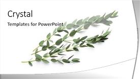  Presentation with eucalyptus - Slide deck consisting of green eucalyptus branches on white background and a white colored foreground