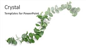  Presentation with eucalyptus - Audience pleasing presentation theme consisting of green eucalyptus branches on white backdrop and a white colored foreground