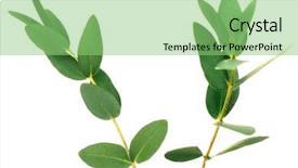  Presentation with eucalyptus - PPT theme featuring green eucalyptus branches on white background and a seafoam green colored foreground