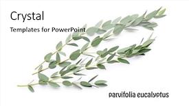  Presentation with eucalyptus - Slides with green eucalyptus branches with name background and a white colored foreground