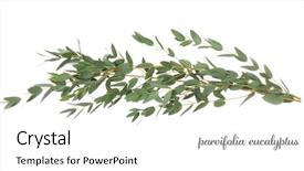  Presentation with eucalyptus - Cool new theme with green eucalyptus branches with name backdrop and a white colored foreground