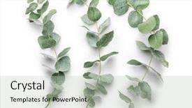  Presentation with name - PPT theme consisting of green eucalyptus branches with name background and a mint green colored foreground