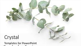  Presentation with eucalyptus - PPT layouts consisting of green eucalyptus branches with name background and a white colored foreground