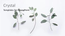  Presentation with eucalyptus - Slide set having green-eucalyptus-leaves-on-white background and a sky blue colored foreground