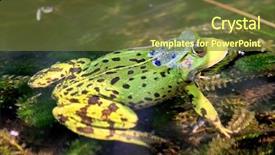  Presentation with frog - Slide deck consisting of green european frog in water background and a tawny brown colored foreground