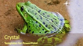  Presentation with water drop green planet - Beautiful theme featuring green european frog in water backdrop and a  colored foreground