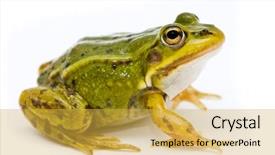  Presentation with frog - Theme having green european or water frog background and a yellow colored foreground