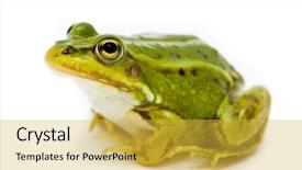  Presentation with white green - PPT theme featuring green european or water frog background and a yellow colored foreground